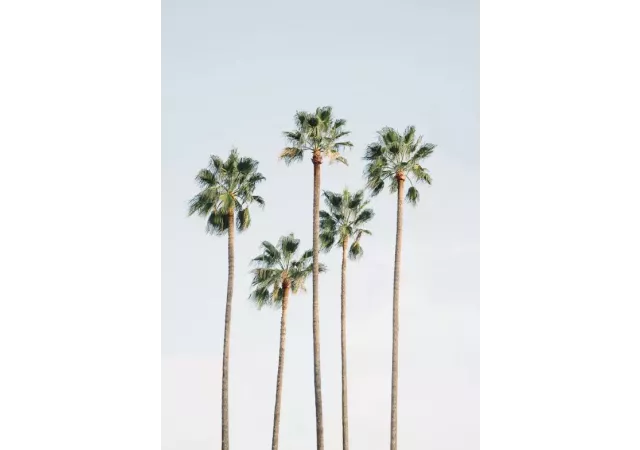 affiche 'Regal palm trees' 30x40