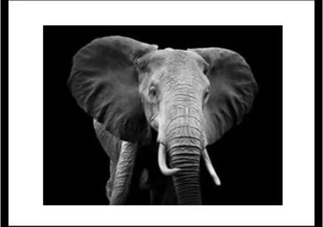 Glaskader elephant black & white (30x40)