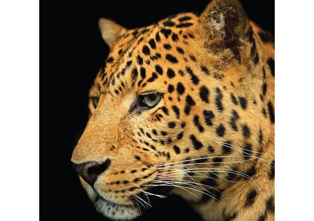 Glaskader leopard (30x30 cm)