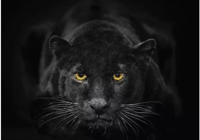 Glaskader black panther (30x40)