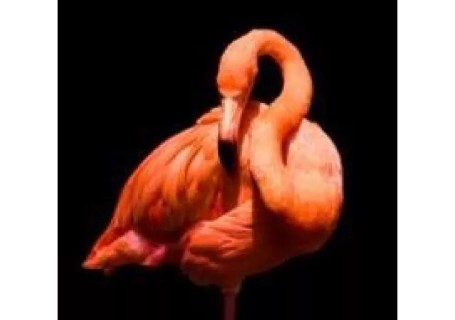Glaskader flamingo (50x50)