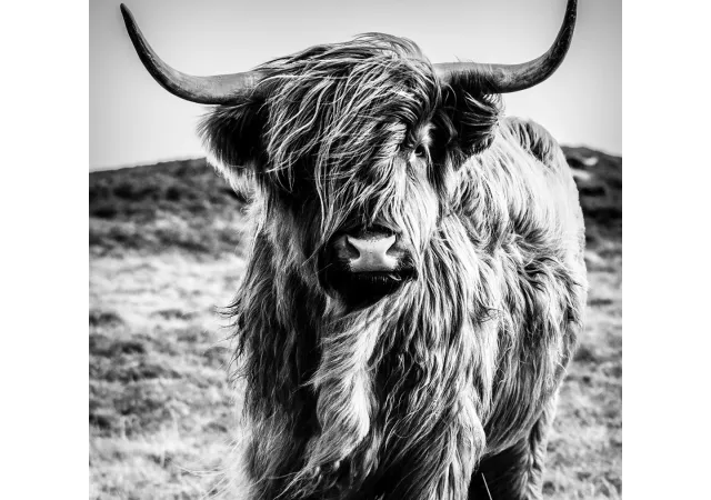 Glaskader highland cow (50x50)