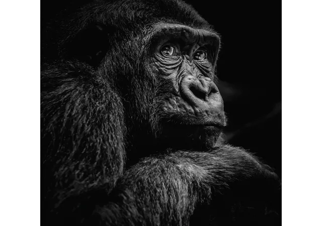 Glaskader gorilla (50x50)