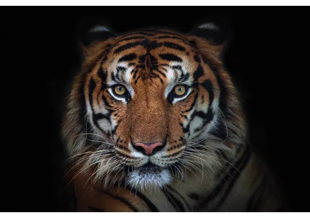 Glaskader tijger (80x120cm)