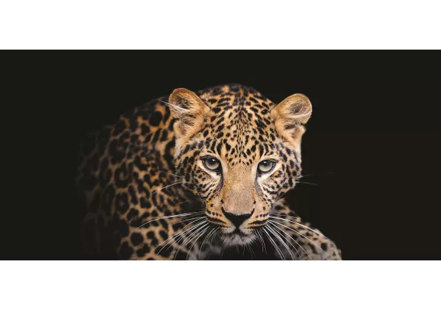 Canvas Leopard (115x55)