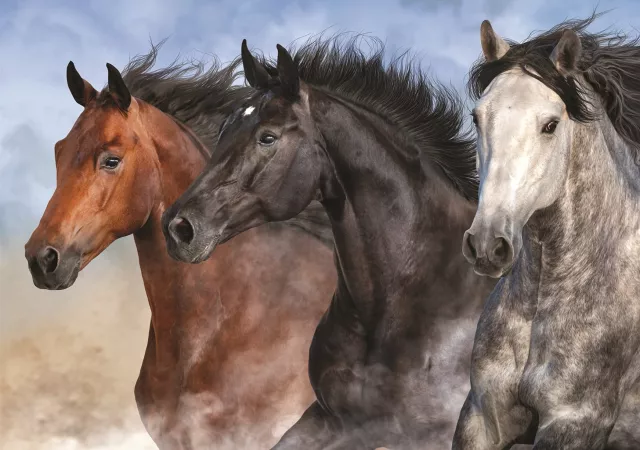 Canvas paarden (100x135)