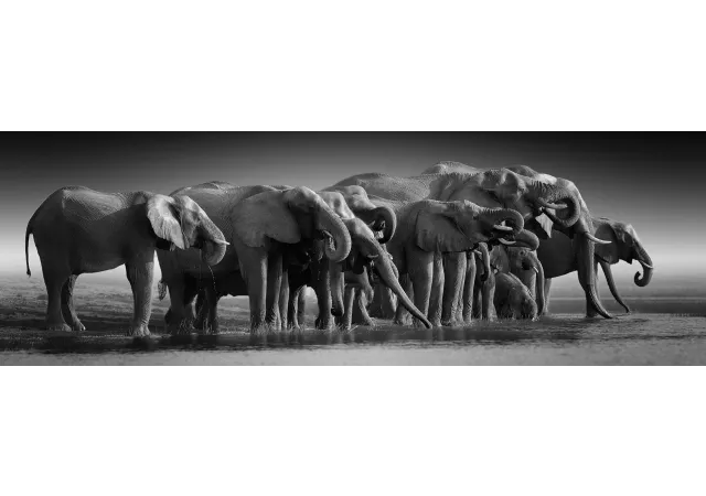 Canvas elephants (180x60)