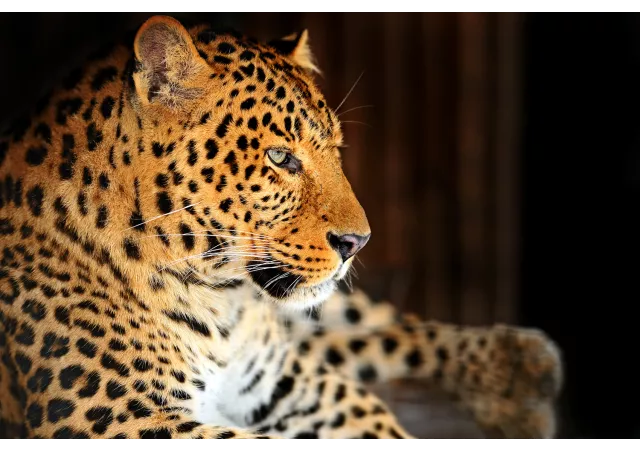 Canvas leopard (120x80 cm)