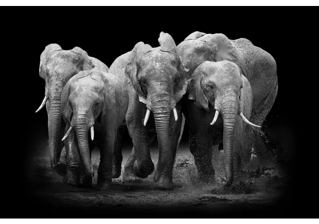 Canvas  elephants (120x80 cm)
