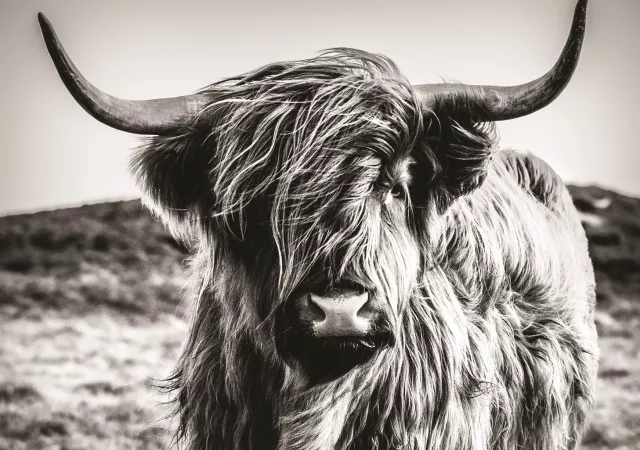 Canvas highland cow (100x135)