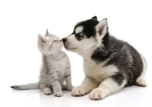 Muurstickers cute dog and cat (25x35 cm)